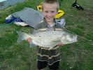 walnut river striper