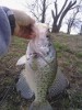 Crappie in Wichita