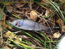 Trout1