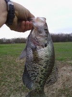 Derby, Kansas Crappie