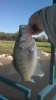 Derby Crappie