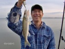 Cheney Walleye