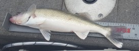 cheney walleye 2