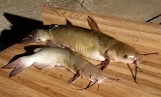 Glen Elder Catfish